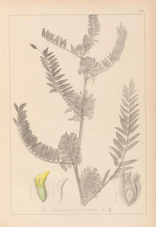 Herbier de la flore française Pl0406 - Louis Antoine Cusin — artwork view