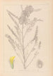 Herbier de la flore française Pl0407 - Louis Antoine Cusin — artwork view