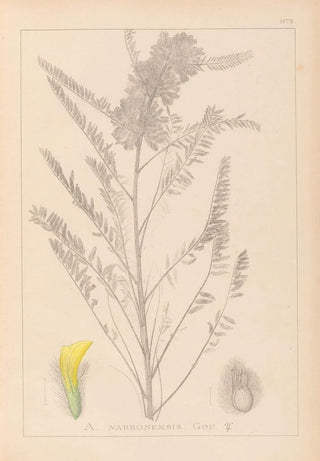 Herbier de la flore française Pl0407 - Louis Antoine Cusin — artwork view