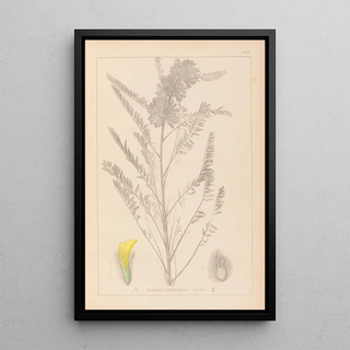Herbier de la flore française Pl0407 - Louis Antoine Cusin — framed artwork on a wall
