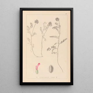 Herbier de la flore française Pl0408 - Louis Antoine Cusin — framed artwork on a wall