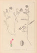 Herbier de la flore française Pl0408 - Louis Antoine Cusin — artwork view