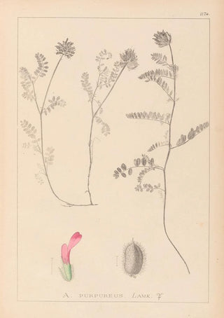 Herbier de la flore française Pl0408 - Louis Antoine Cusin — artwork view