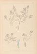 Herbier de la flore française Pl0409 - Louis Antoine Cusin — artwork view