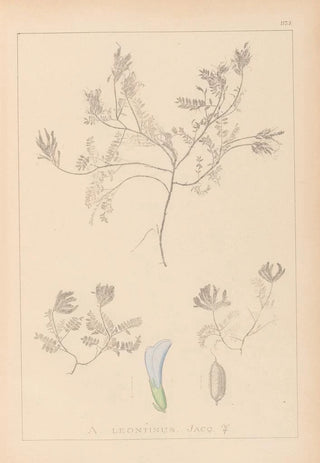 Herbier de la flore française Pl0409 - Louis Antoine Cusin — artwork view