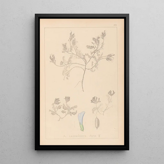 Herbier de la flore française Pl0409 - Louis Antoine Cusin — framed artwork on a wall