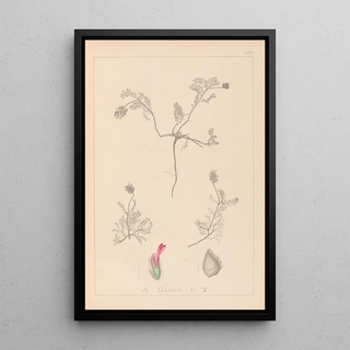 Herbier de la flore française Pl0410 - Louis Antoine Cusin — framed artwork on a wall
