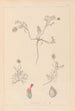 Herbier de la flore française Pl0410 - Louis Antoine Cusin — artwork view