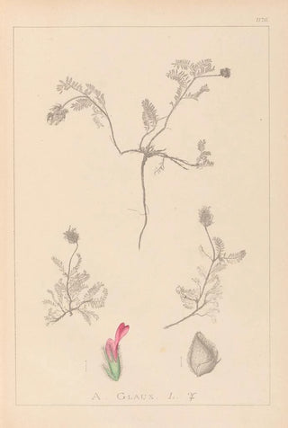 Herbier de la flore française Pl0410 - Louis Antoine Cusin — artwork view