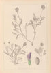 Herbier de la flore française Pl0411 - Louis Antoine Cusin — artwork view