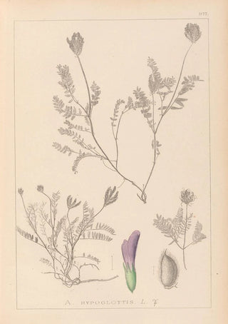 Herbier de la flore française Pl0411 - Louis Antoine Cusin — artwork view