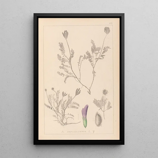 Herbier de la flore française Pl0411 - Louis Antoine Cusin — framed artwork on a wall