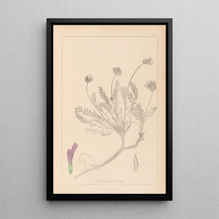 Herbier de la flore française Pl0412 - Louis Antoine Cusin — framed artwork on a wall