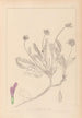 Herbier de la flore française Pl0412 - Louis Antoine Cusin — artwork view