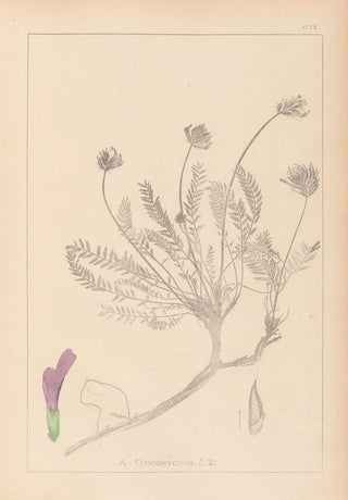 Herbier de la flore française Pl0412 - Louis Antoine Cusin — artwork view