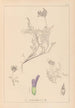 Herbier de la flore française Pl0413 - Louis Antoine Cusin — artwork view