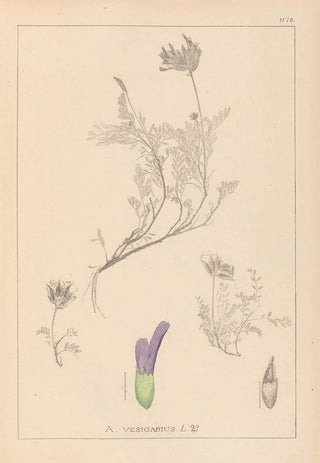 Herbier de la flore française Pl0413 - Louis Antoine Cusin — artwork view