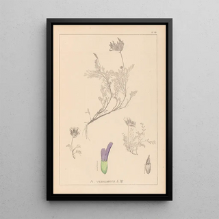 Herbier de la flore française Pl0413 - Louis Antoine Cusin — framed artwork on a wall