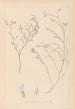Herbier de la flore française Pl0414 - Louis Antoine Cusin — artwork view