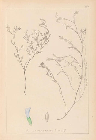 Herbier de la flore française Pl0414 - Louis Antoine Cusin — artwork view