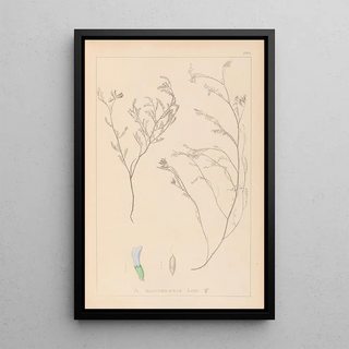 Herbier de la flore française Pl0414 - Louis Antoine Cusin — framed artwork on a wall