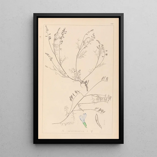 Herbier de la flore française Pl0415 - Louis Antoine Cusin — framed artwork on a wall