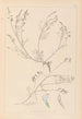 Herbier de la flore française Pl0415 - Louis Antoine Cusin — artwork view