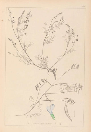 Herbier de la flore française Pl0415 - Louis Antoine Cusin — artwork view