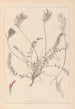 Herbier de la flore française Pl0416 - Louis Antoine Cusin — artwork view