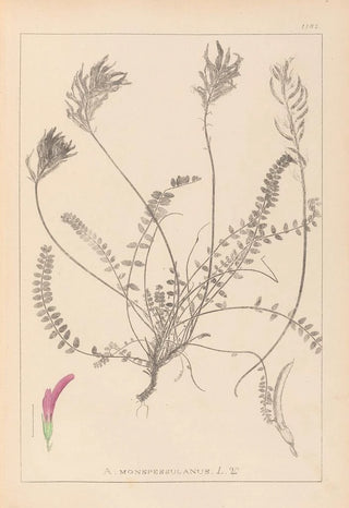Herbier de la flore française Pl0416 - Louis Antoine Cusin — artwork view