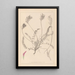 Herbier de la flore française Pl0416 - Louis Antoine Cusin — framed artwork on a wall