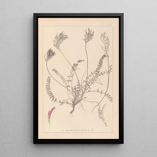 Herbier de la flore française Pl0416 - Louis Antoine Cusin — framed artwork on a wall
