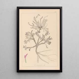 Herbier de la flore française Pl0417 - Louis Antoine Cusin — framed artwork on a wall