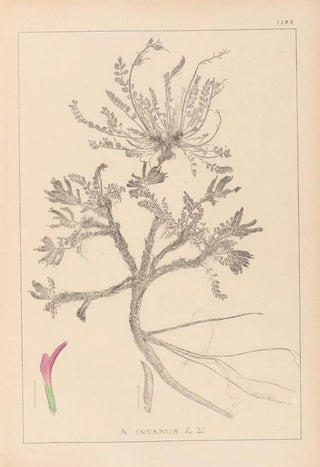 Herbier de la flore française Pl0417 - Louis Antoine Cusin — artwork view