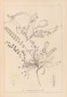 Herbier de la flore française Pl0418 - Louis Antoine Cusin — artwork view