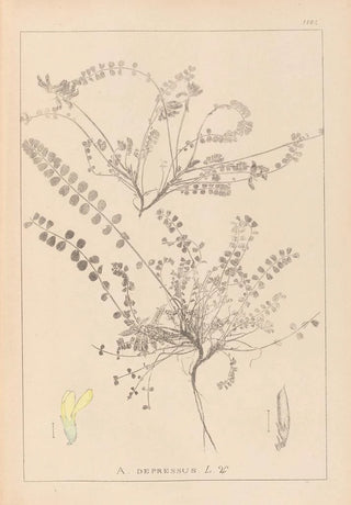 Herbier de la flore française Pl0418 - Louis Antoine Cusin — artwork view