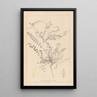 Herbier de la flore française Pl0418 - Louis Antoine Cusin — framed artwork on a wall