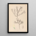 Herbier de la flore française Pl0420 - Louis Antoine Cusin — framed artwork on a wall