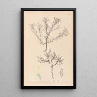 Herbier de la flore française Pl0420 - Louis Antoine Cusin — framed artwork on a wall