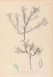 Herbier de la flore française Pl0420 - Louis Antoine Cusin — artwork view