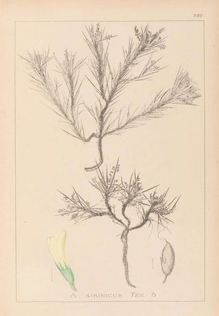 Herbier de la flore française Pl0420 - Louis Antoine Cusin — artwork view