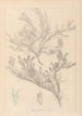 Herbier de la flore française Pl0421 - Louis Antoine Cusin — artwork view