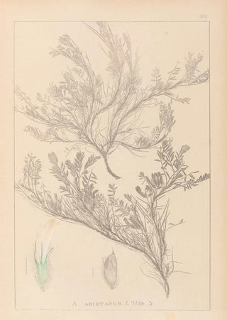 Herbier de la flore française Pl0421 - Louis Antoine Cusin — artwork view