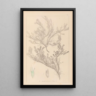 Herbier de la flore française Pl0421 - Louis Antoine Cusin — framed artwork on a wall