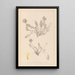 Herbier de la flore française Pl0422 - Louis Antoine Cusin — framed artwork on a wall