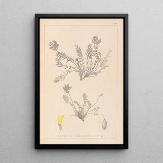 Herbier de la flore française Pl0422 - Louis Antoine Cusin — framed artwork on a wall
