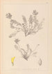Herbier de la flore française Pl0422 - Louis Antoine Cusin — artwork view