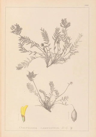 Herbier de la flore française Pl0422 - Louis Antoine Cusin — artwork view