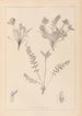 Herbier de la flore française Pl0424 - Louis Antoine Cusin — artwork view