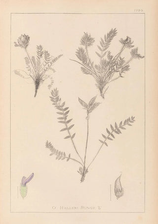 Herbier de la flore française Pl0424 - Louis Antoine Cusin — artwork view